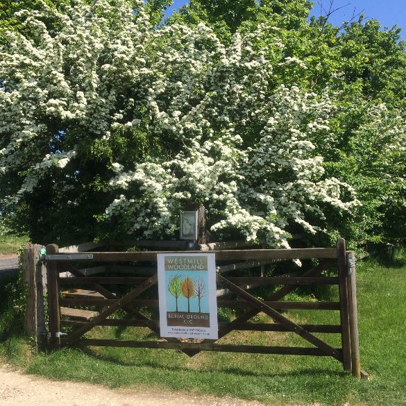 Green Woodland Burial Site Oxfordshire Wiltshire Westmill Woodland